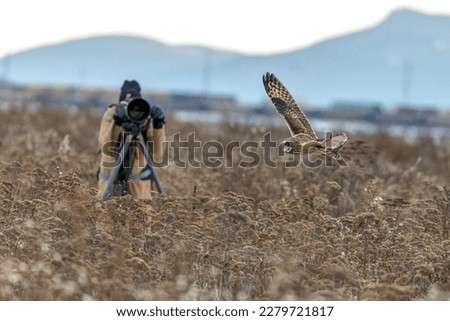 Photographer shooting short eared owl