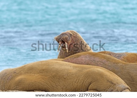 Walrus Bellowing on the Shore in the Arctic on Smeerenburg in the Svalbard Islands in Norway