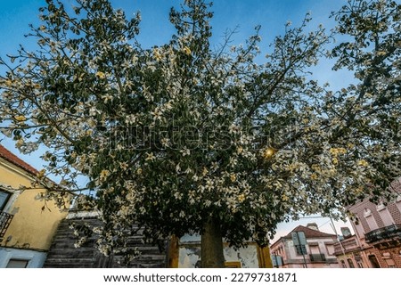 Flowering tree on a street in Moita, Portugal
