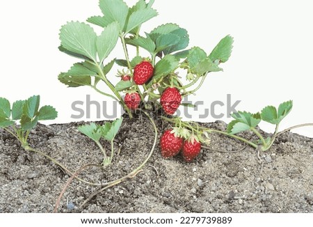  stolons are elongated stems that produce daughter plants that are used to propagate commercial varieties. Royalty-Free Stock Photo #2279739889
