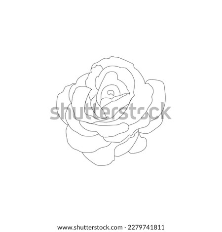 a nice rose drawing artwork outline illustration
