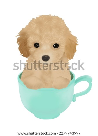 A very small and cute teacup poodle