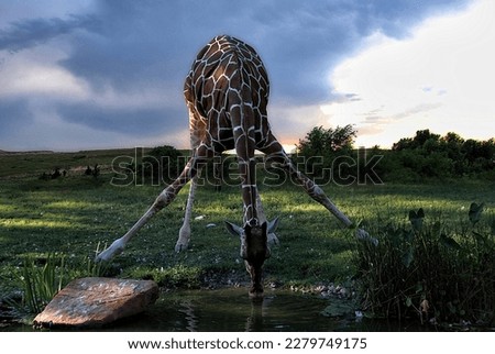 Giraffe drinking water from the lake