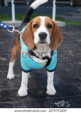 Beagle dog,cute dog,dog cartoon,dog wallpaper