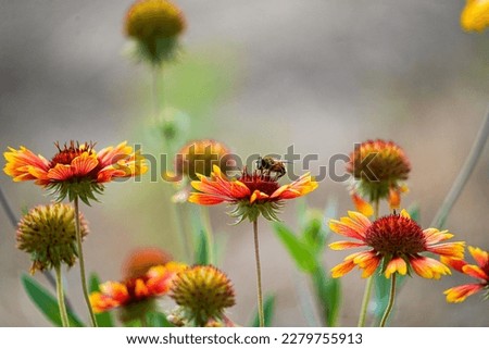 Close-up. A bee is resting on a red Indian blanket flower in the background of a garden. Royalty-Free Stock Photo #2279755913