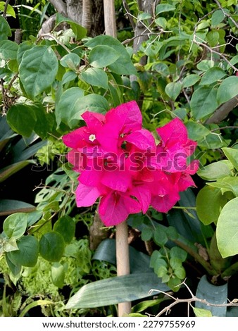 Pink bougenville flower with green on blurred background. Refreshing spring background. Fresh green blurry background.