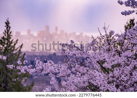 cherry Blossom with Vancouver skyline