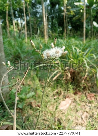 species commonly known as dandelions. The scientific and hobby study of the genus is known as taraxacology.[4] The genus is native to Eurasia and North America, but the two most commonplace species wo Royalty-Free Stock Photo #2279779741