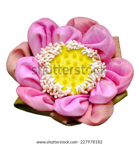 Fold Lotus isolated on white with clipping path