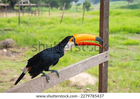 toucan in wildlife outdoor. toucan in wildlife. toucan in wildlife opening orange beak.
