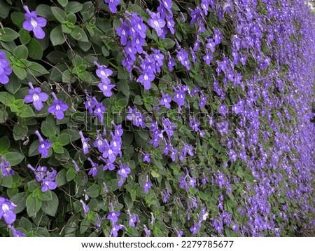 Lavender Farm picture for purple background.
