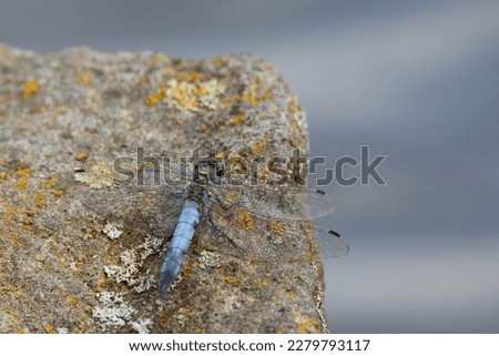 Southern skimmer dragonfly - Orthetrum brunneum