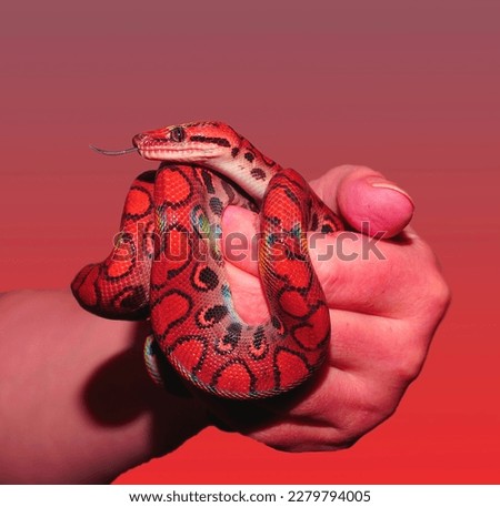 Most beautiful snake.Snakes are elongated, limbless, carnivorous reptiles of the suborder Serpentes sɜːrˈpɛntiːz.[2] Like all other squamates, snakes are ectothermic, amniote vertebrates covered in  Royalty-Free Stock Photo #2279794005