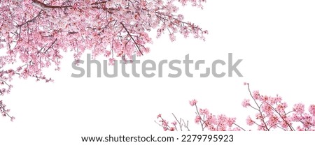 Pink Sakura flowers blooming isolated on white background. Royalty-Free Stock Photo #2279795923