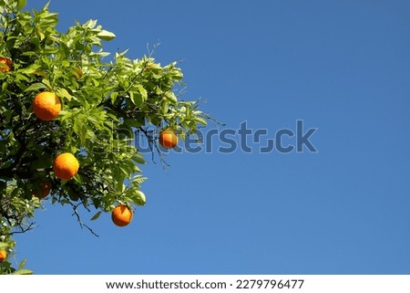 Orange tree in springtime with clear sky