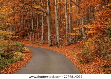 Beautiful picture of trees in autumn