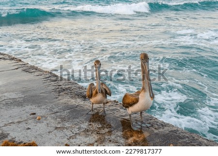 Pelicans, Pelecanus feel great on a tropical beach in Varadero, Cuba 2019