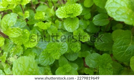 mint leaf scenery background picture
