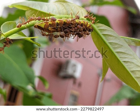 Krangrang or Red ants attack caterpillars on green leaves