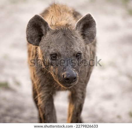 Spotted Hyena with bloody mouth - Botswana