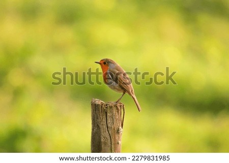 Robin Redbreast posing in wooden pole. European Robin