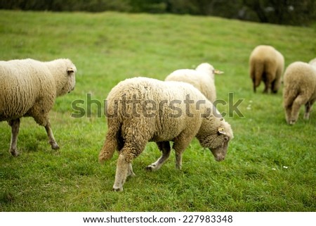 Flock of sheep in the mountains. Devin Castle. Slovakia, Europe