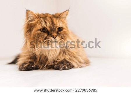 A cat with red long hair on a white background