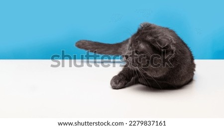Gray fluffy cat on a blue background with copy space. Vacation concept