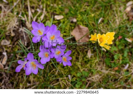 blooming crocuses in the meadow, close-up view. Crocus flowers in the grass. Purple and yellow spring flowers. Beautiful crocuses on a spring day. purple crocuses in the grass, top view. Yellow crocus