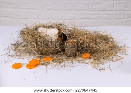 a small guinea pig hides in dry grass. food near the animal. concept, feeding a guinea pig