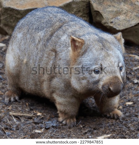 ‏The northern hairy-nosed wombat (Lasiorhinus krefftii) or yaminon is one of three extant species of Australian marsupials known as wombats. It is one of the rarest land mammals in the world Royalty-Free Stock Photo #2279847851