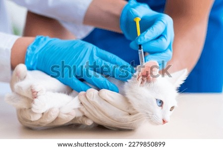 Two young vet doctors examining sick cat Royalty-Free Stock Photo #2279850899