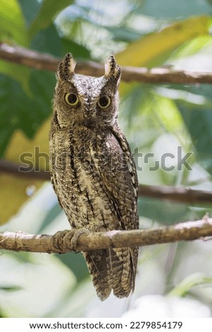 Sulawesi-scops Owl is the endemic Owl of Sulawesi. Tangkoko is the place where I took this picture 