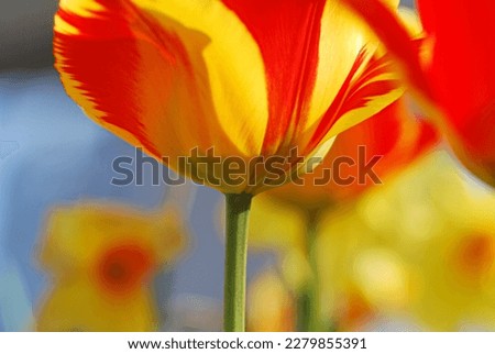 Close up Red and Yellow Tulip in Spring Garden. Vivid color  background, Tulip wall paper.