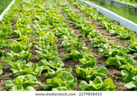 Salad farm vegetable green oak lettuce. Close up fresh organic hydroponic vegetable plantation produce green salad hydroponic cultivate farm.