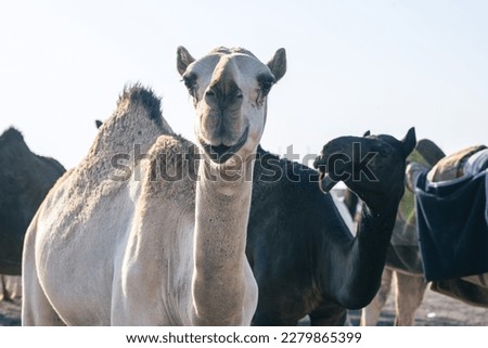 A black and a white camel at the traditional camel market in Haf