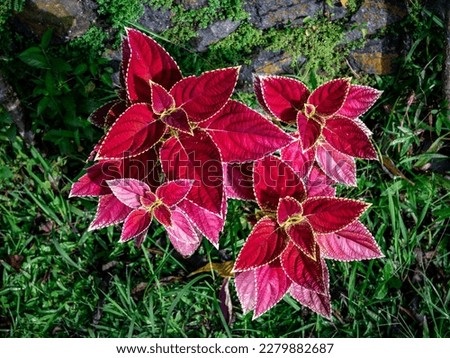 Morning Glory: Red Coleus Plant. The Coleus plant is known for its striking colors and unique foliage, making it a popular choice for adding visual interest to gardens and indoor spaces. Royalty-Free Stock Photo #2279882687