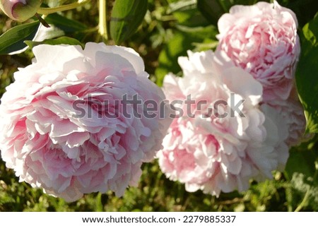 some beautiful peonies in Finland