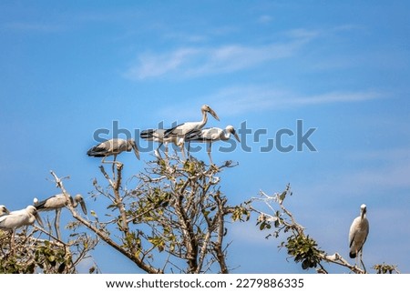 Several Asian openbill perching on the tops of the branches.