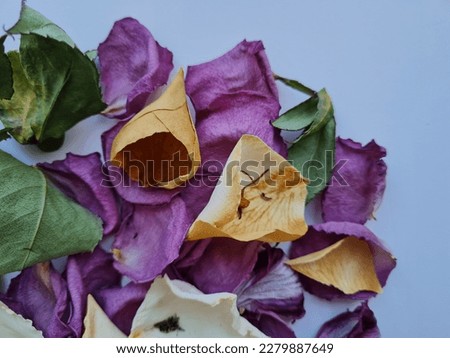 Dry petals and leaves of lilac and white roses with dry petals of a burgundy tulip.