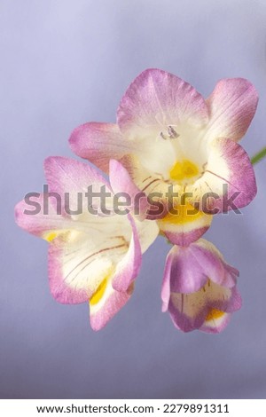 Close up blossom of beautiful pink freesia flower (Iridaceae Ixioideae) on light violet background. Shallow depth of focus. Fresh fashion pastel lilac purple creamy yellow color combination. Vertical.