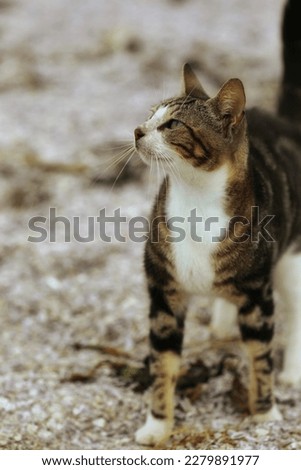 Portrait of a cat, background image, pets