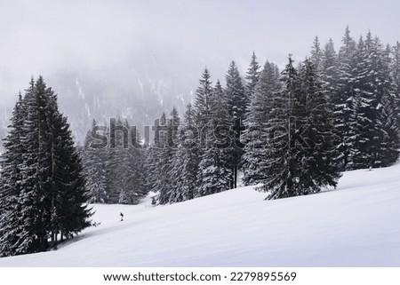 Majestic winter landscape in the mountains. Fir trees in foggy morning. Allgaeu. Germany.