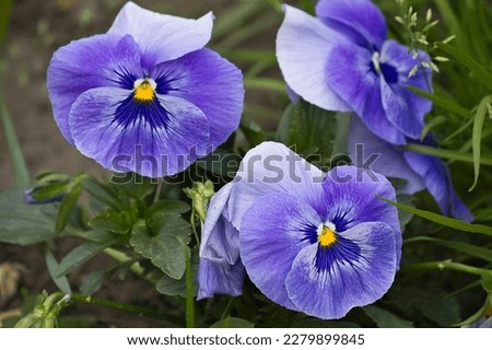 Blue pansies flowers close-up growing in the garden