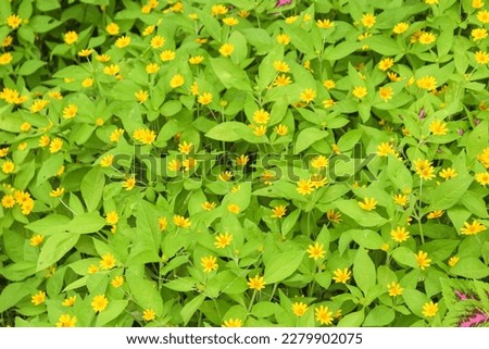 a thousand star flower plant with yellow flower color