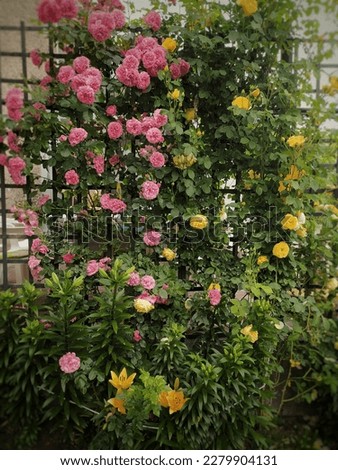 Roses, beautiful climbing roses, yellow roses, pink, red roses. Beautiful rose garden. Royalty-Free Stock Photo #2279904131