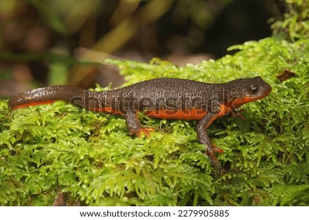 Natural Closeup on a rare adult hybrid female between protected Red-bellied newt, Taricha rivularis and the common Rough-skinned newt, Taricha granulosa