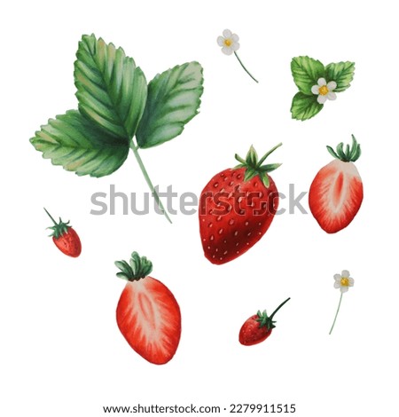 Red strawberry isolated on white background. Botanical watercolour berries illustration for design. Set for creating prints on textiles, scrapbooking, postcards, designer.