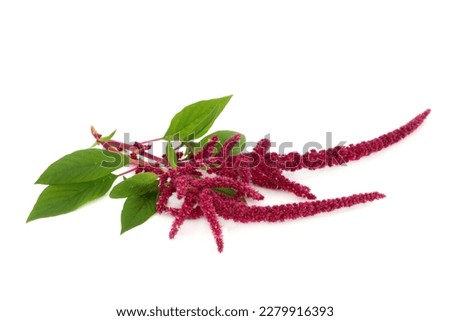 Amaranth plant in flower with red seed background. Healthy grain food highly nutritious, gluten free, high in antioxidants, protein with medicinal benefits. Lowers cholesterol and helps weight loss. Royalty-Free Stock Photo #2279916393
