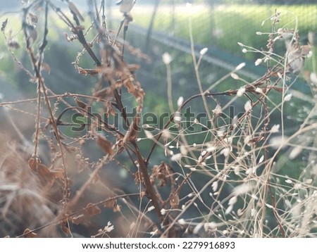 Beautiful Eragrostis Capillaris or Lace Lovegrass or Lacegrass in the morning, glittering grasses blown by the wind in the field - macro photography
